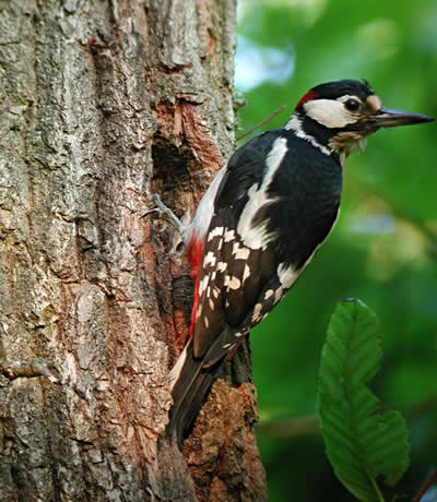 Dendrocopos_major-Pic epeiche - CHATROUX Andre